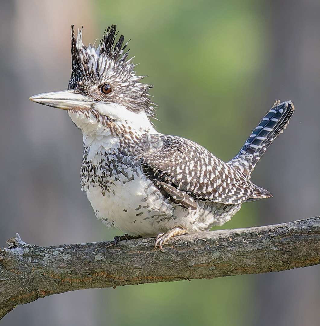 image Crested Kingfisher